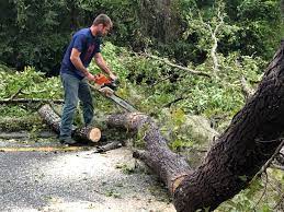 Sewalls Point, FL  Tree Services Company