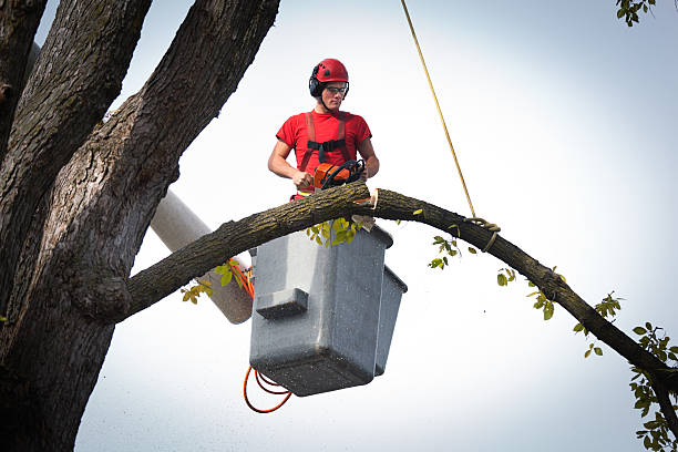 How Our Tree Care Process Works  in  Sewalls Point, FL